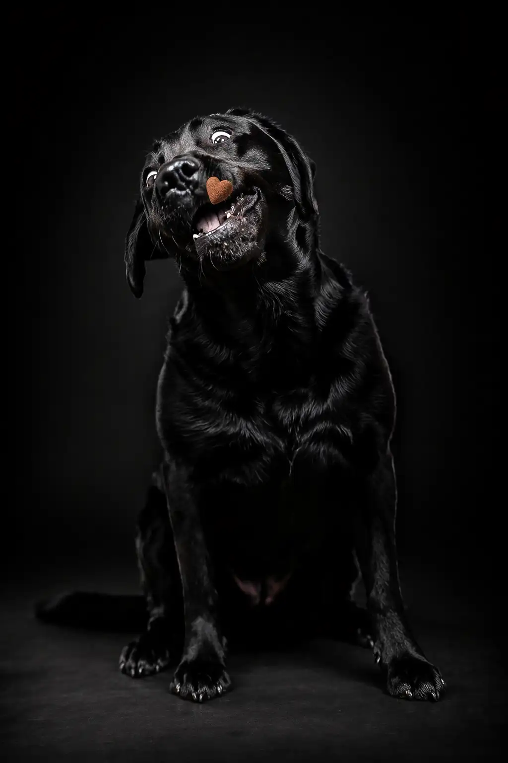 seance studio photo chien -04-2026-avacharpy-8
